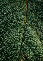 Neem Leaf Powder