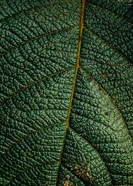 Neem Leaf Powder